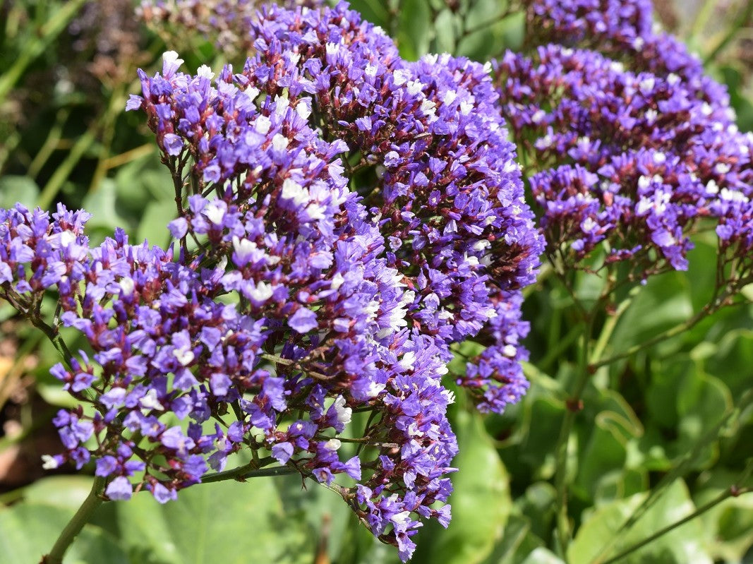 Limonium perezii Limper Statice, Sea Lavender