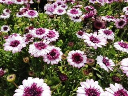 Osteospermum ecklonis 3D Pink Osteck3P African Daisy, Cape Daisy 140mm