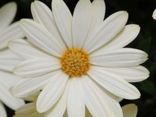 Osteospermum ecklonis White Lightning OsteckWL African Daisy, Cape Daisy 140mm