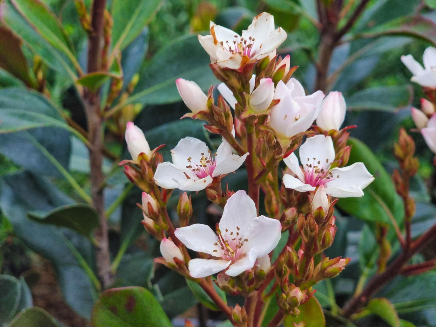 Rhaphiolepis rosiflora Hot Tips RharosHT Indian Hawthorn