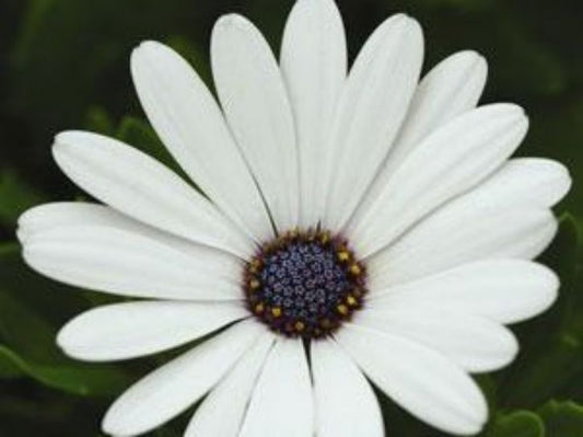 Osteospermum ecklonis Serenity White OsteckSW African Daisy, Cape Daisy 140mm