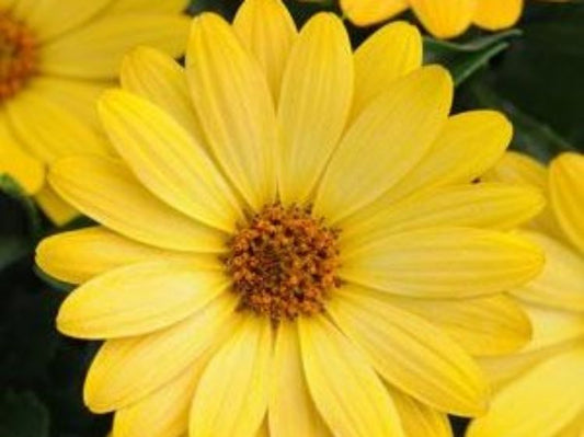 Osteospermum hybrida Yellow OsthybYe African Daisy, Cape Daisy