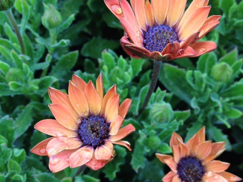 Osteospermum ecklonis Serenity Rose Magic OsteckSRM African Daisy, Cape Daisy 140mm