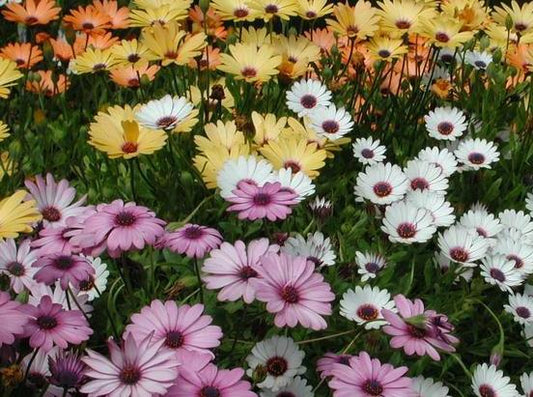 Osteospermum ecklonis Osteck African Daisy, Cape Daisy