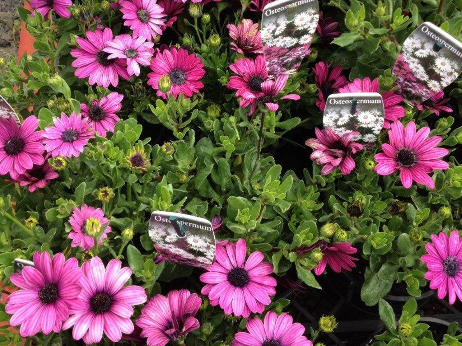 Osteospermum ecklonis Osteck African Daisy, Cape Daisy