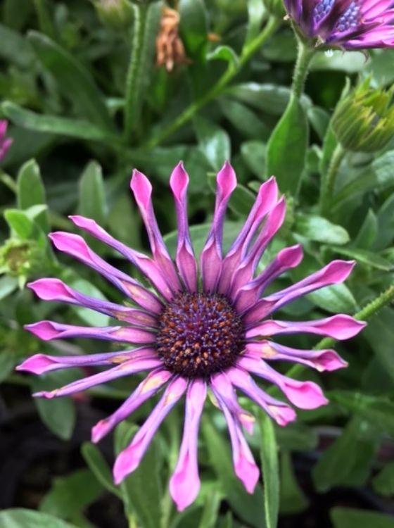 Osteospermum ecklonis Spider Pink OsteckSPin African Daisy, Cape Daisy 140mm