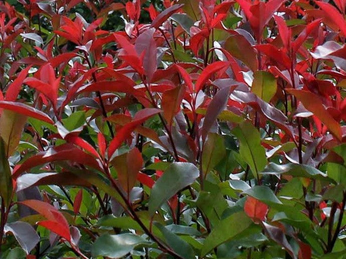 Photinia fraseri Red Robin PhofraRR Red Tip Photinia