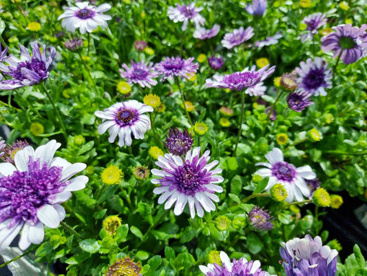 Osteospermum ecklonis 3D Blueberry Osteck3B African Daisy, Cape Daisy 140mm