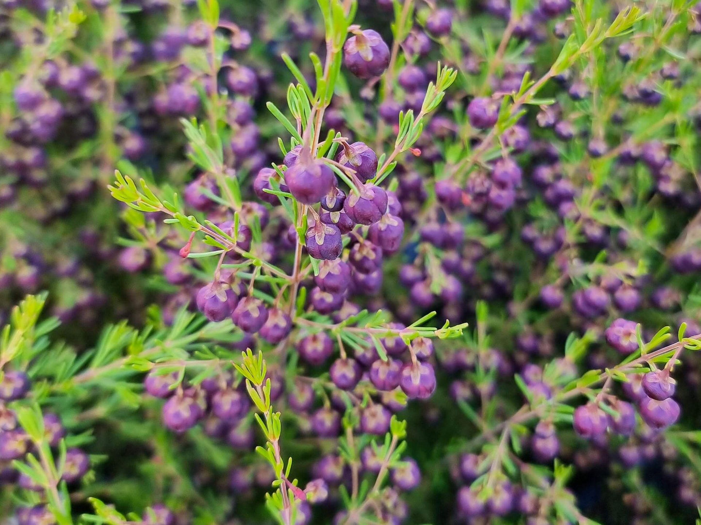 Boronia megastigma Heaven Scent BormegHS Brown Boronia