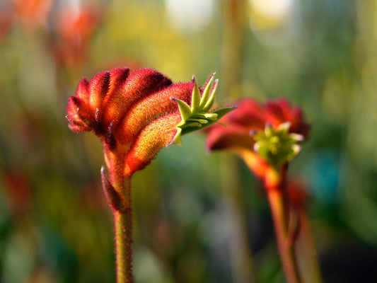 Anigozanthos hybrida Bush Surprise AnihybBS Bush Gems Kangaroo Paw