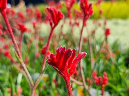 Anigozanthos hybrida Bush Inferno AnihybBIn Bush Gems Kangaroo Paw 140mm