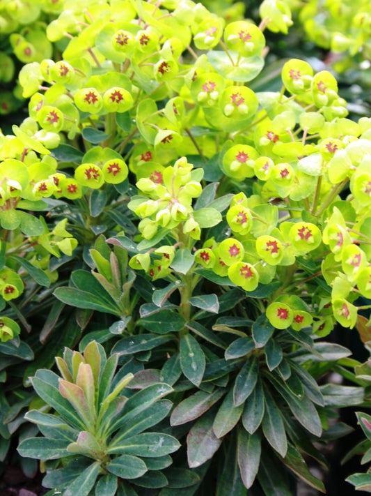 Euphorbia characias wulfenii Eupcw Mediterranean Spurge