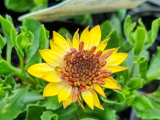 Osteospermum ecklonis 3D Banana Shake Osteck3BS African Daisy, Cape Daisy