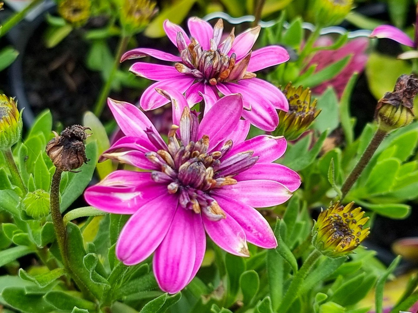 Osteospermum ecklonis 3D Purple 140mm