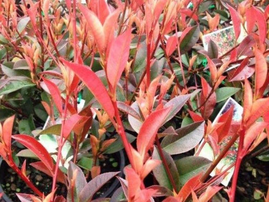 Photinia glabra Rubens PhoglaRub Japanese Photinia 70mm