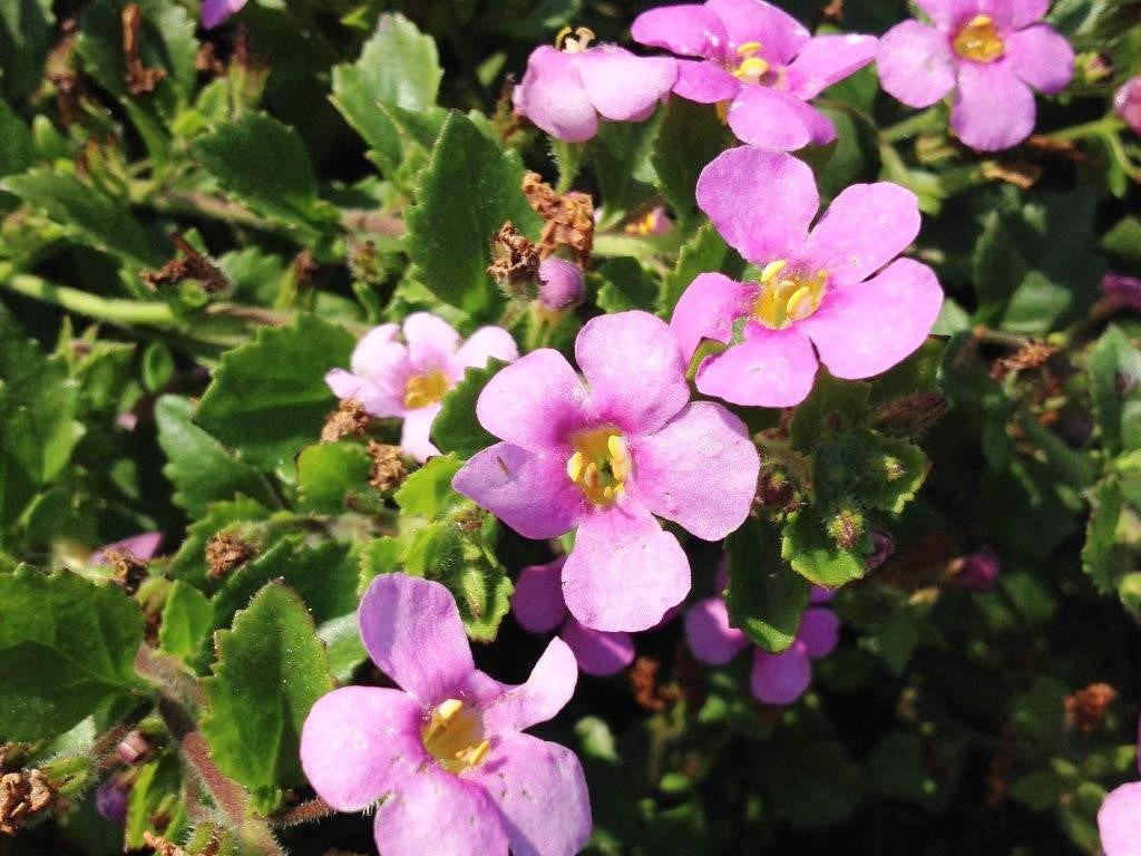 Sutera cordata Scopia Classic Pink SutcorSCP Bacopa, Bacopa cordata 140mm