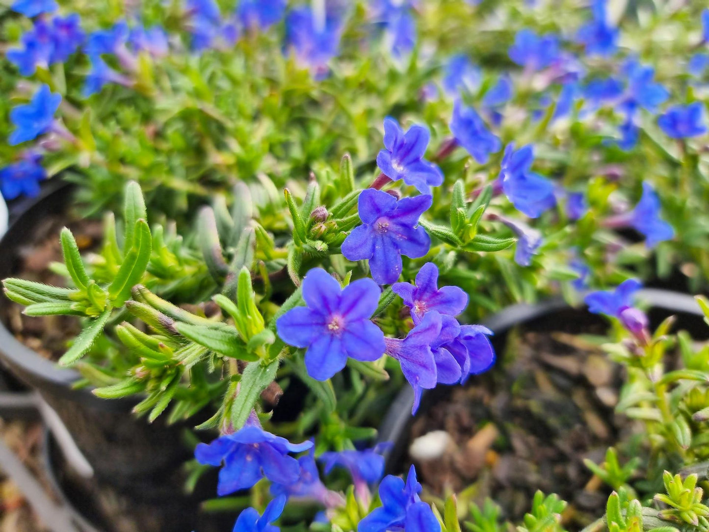 Lithodora diffusa Grace Ward LitdifGW Purple Gromwell