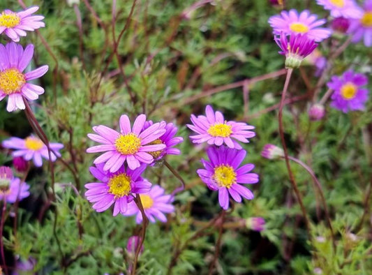 Brachyscome multifida Break O Day - Cut Leaf Daisy, Rocky Daisy, Hawkesbury Daisy,