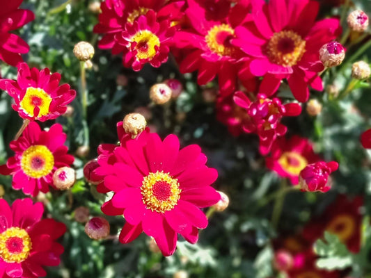 Argyranthemum frutescens Angelic Burgundy ArgfruABu Marguerite Daisy, Paris Daisy, Federation Daisy 140mm