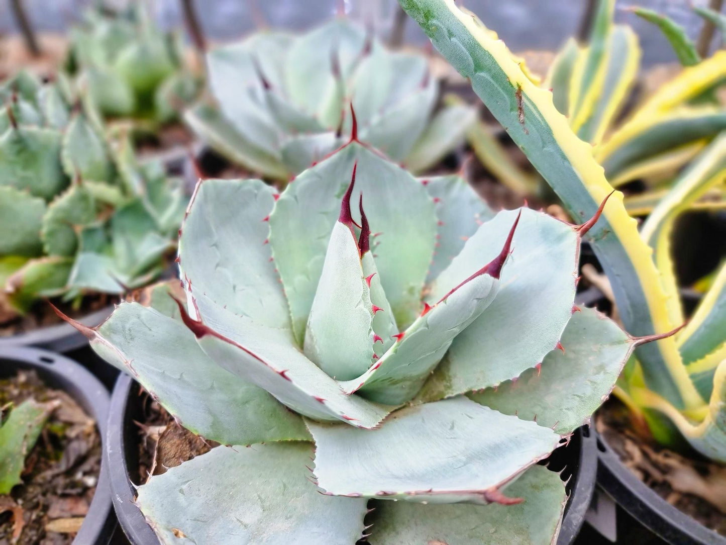 Agave parryi Agapar Agave, Century Plant, Succulent, 200mm