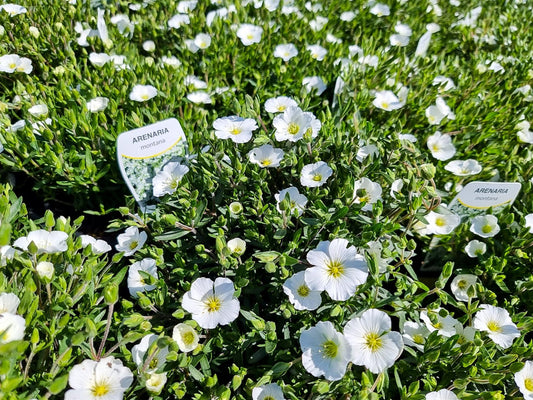 Arenaria montana Aremon Mountain Sandwort 140mm