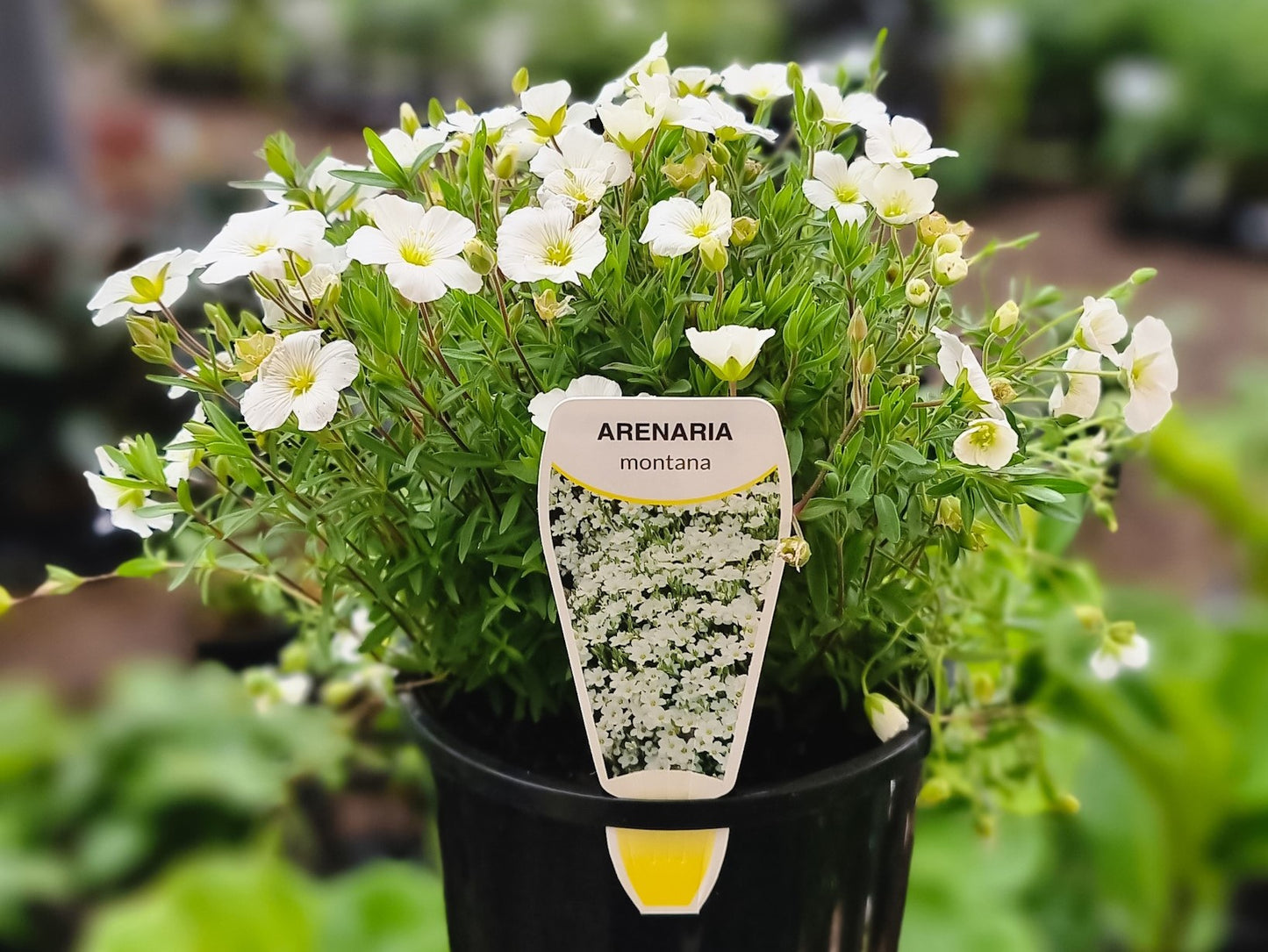 Arenaria montana Aremon Mountain Sandwort