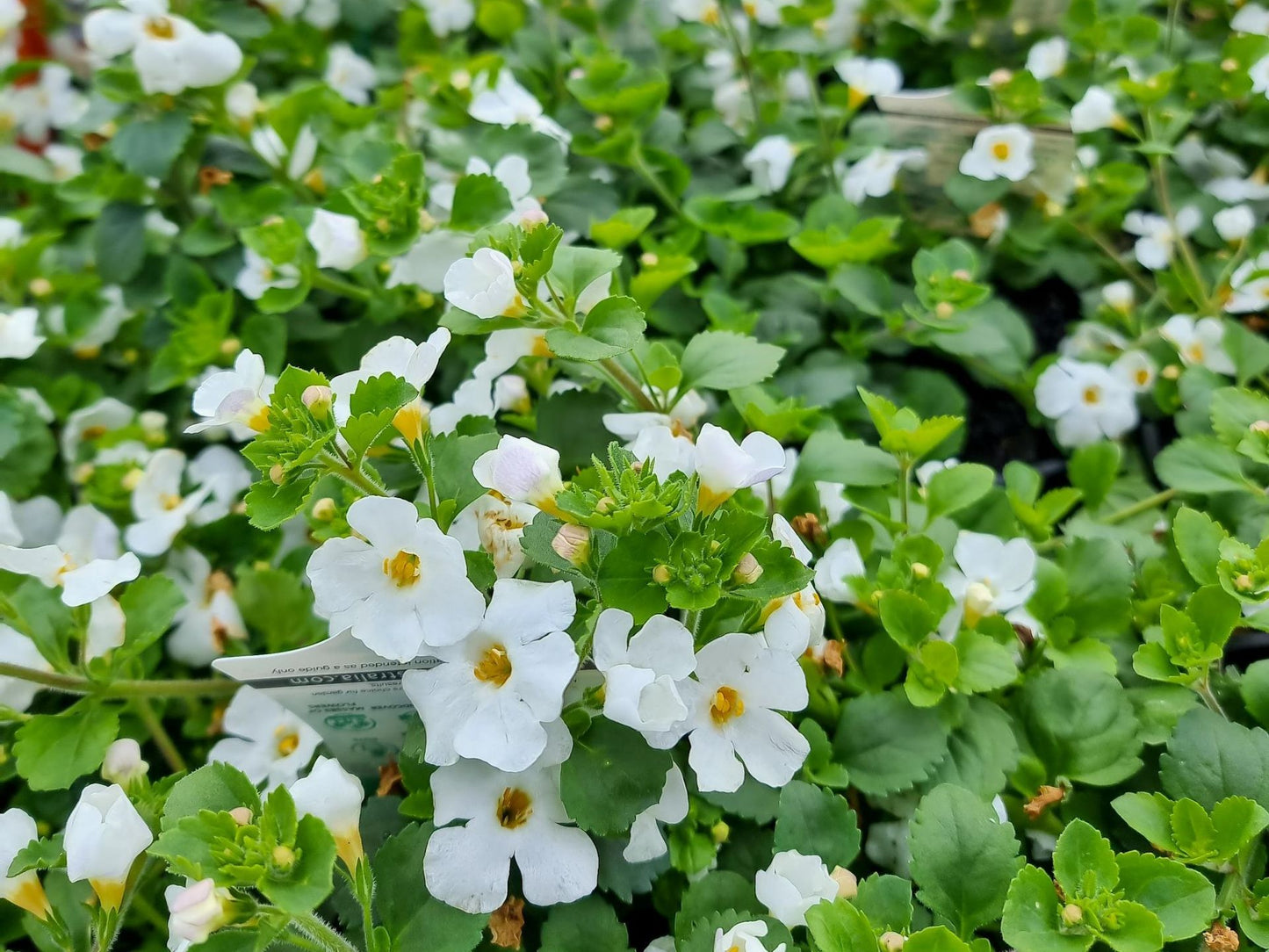 Sutera cordata Abunda Colossal White SutcorACW Bacopa, Bacopa cordata