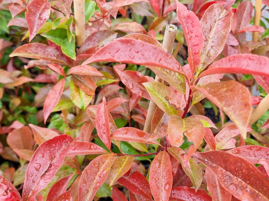 Photinia glabra Wonder Hedge PhoglaWH Japanese Photinia