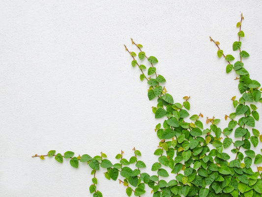 Ficus pumila Ficpum Creeping Fig