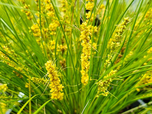 Lomandra confertifolia Misty Green LomconMG Mat Rush