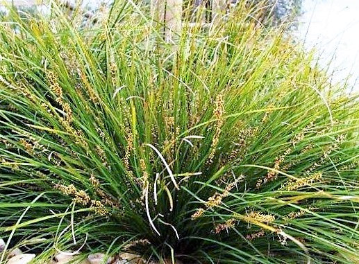 Lomandra longifolia Tanika PBR LomlonTan Spiny Head Mat Rush, Basket Grass, LM300 140mm