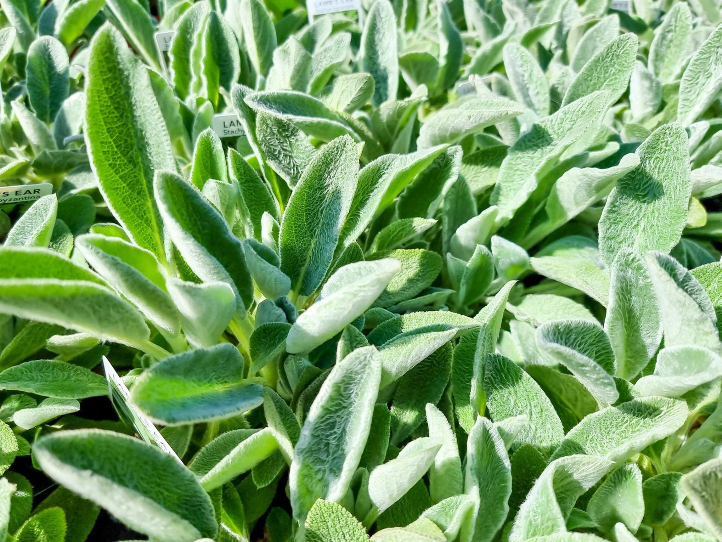 Stachys byzantina Stabyz Syn Stachys lanata, Lambs Ear