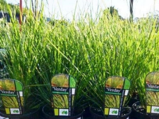 Lomandra longifolia Verday LomlonVer Spiny Head Mat Rush, Basket Grass, LL364 140mm