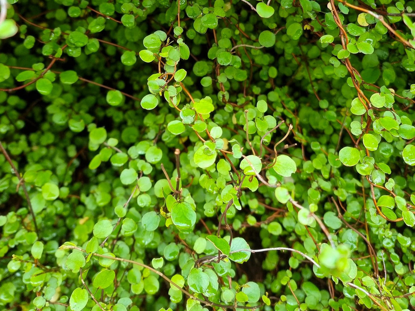 Muehlenbeckia complexa Muecom Maidenhair Vine, Creeping Wire Vine, Lacy Wire Vine 140mm