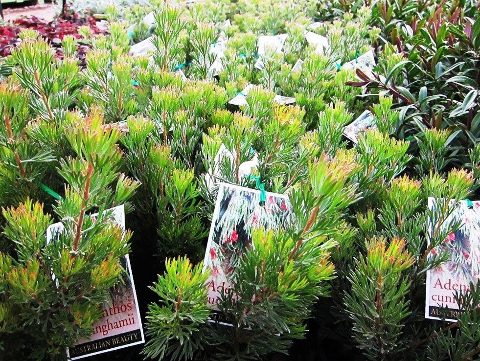 Adenanthos cunninghamii - Prostrate Woolly Bush, Woollybush