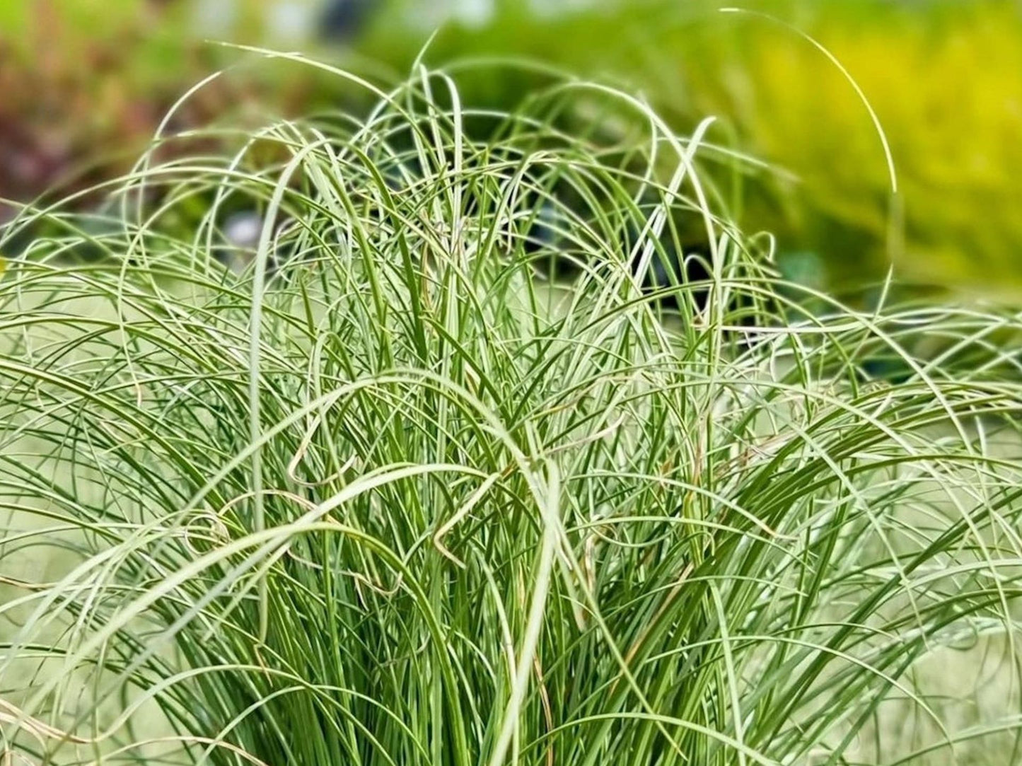 Carex comans Frosted Curls CarcomFC New Zealand Hair Sedge, Frosty Curls, syn Carex albula