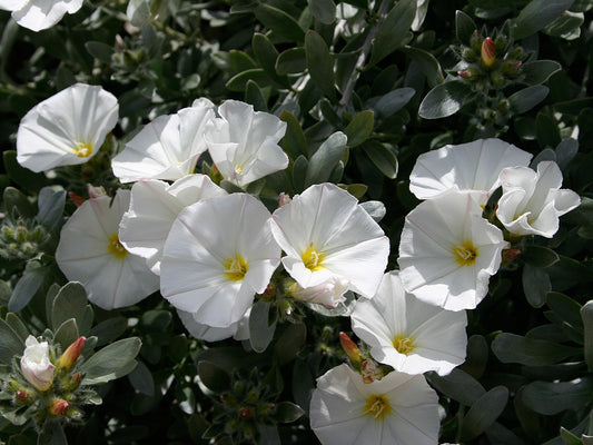 Convolvulus cneorum Concne Silver Bush, Silverbush, Shrubby Bindweed, Silvery Bindweed