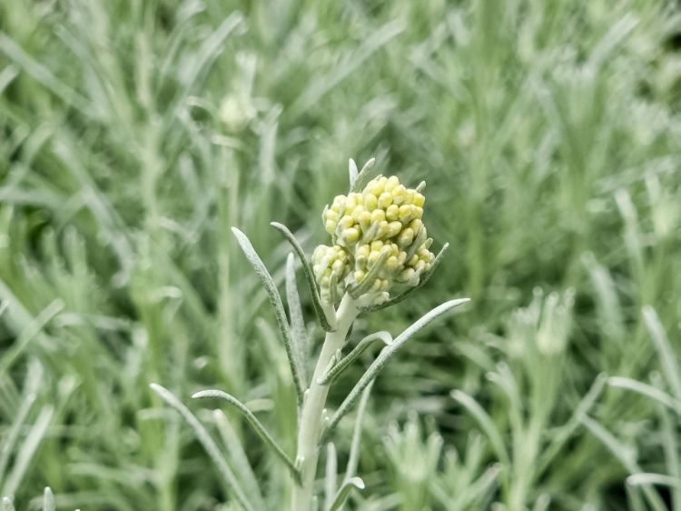 Helichrysum italicum Helita syn Helichrysum angustifolium, Curry Plant, Herb