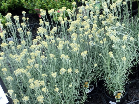 Helichrysum italicum Helita syn Helichrysum angustifolium, Curry Plant, Herb