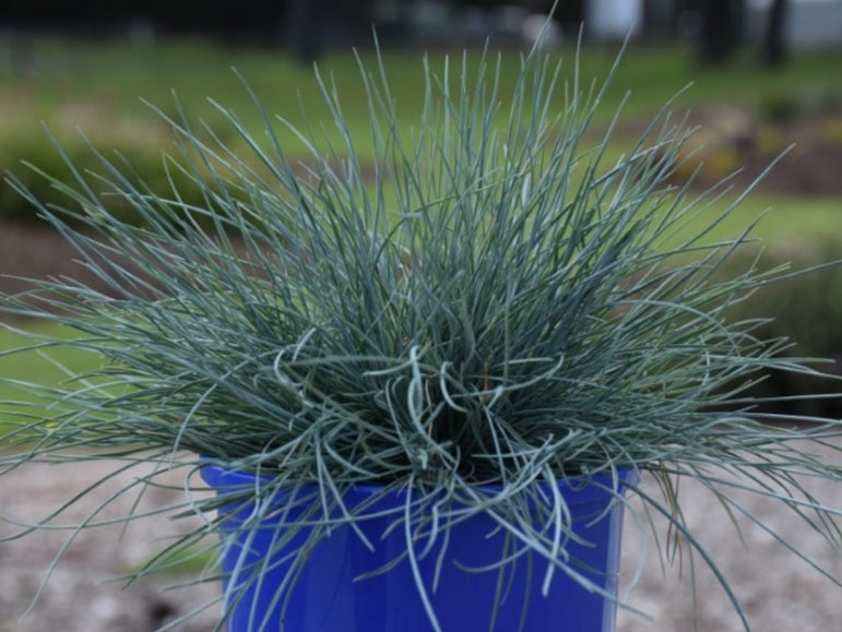 Festuca glauca Beyond Blue FesglaBB Blue Fescue