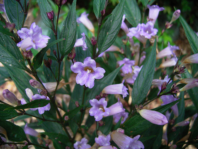 Strobilanthes anisophyllus Strani Goldfussia, Gold Fussia,