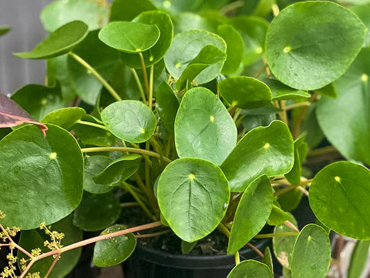 Pilea peperomioides Pilpep