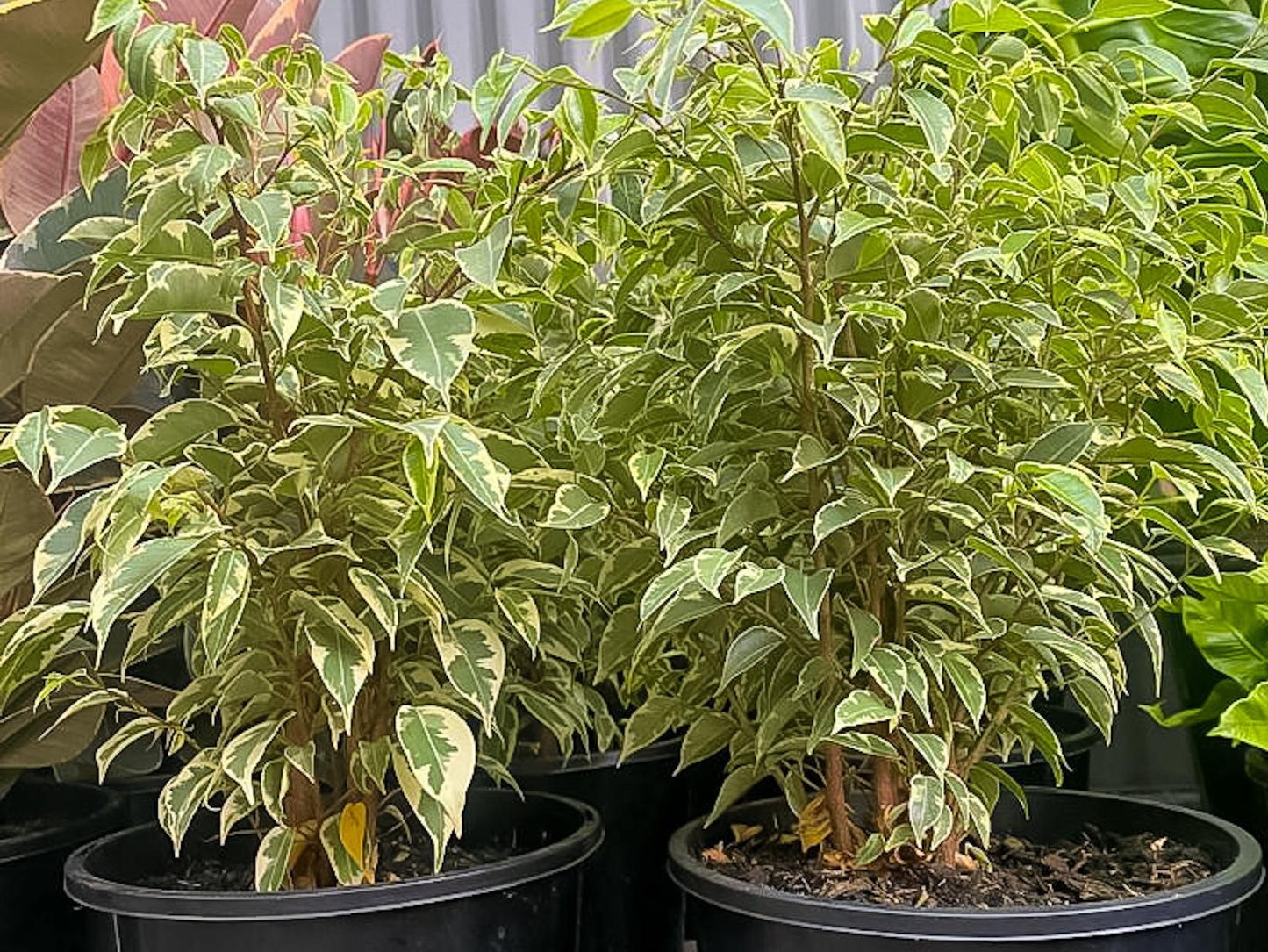 Ficus benjamina Variegata FicbenVa Variegated Weeping Fig