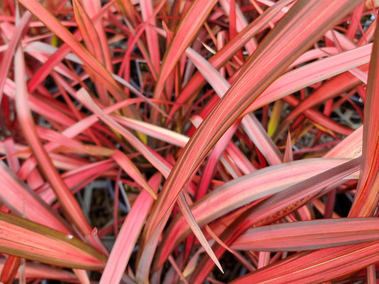 Phormium tenax Maori Maiden PhotenMMa New Zealand Flax