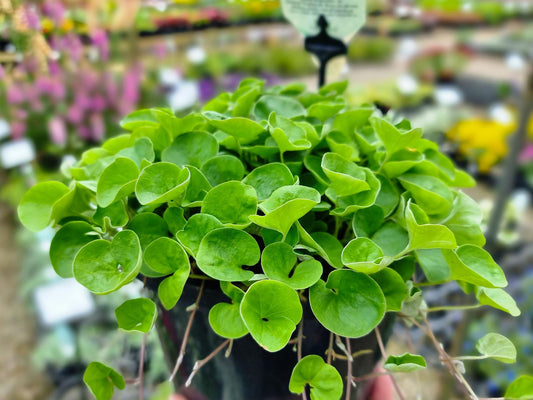 Dichondra repens Emerald Falls DicrepEF Kidney Weed, Kidney Grass