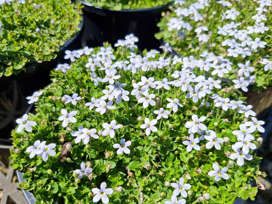 Pratia puberula Prapub Trailing Pratia, Alpine Pratia, Matted Pratia