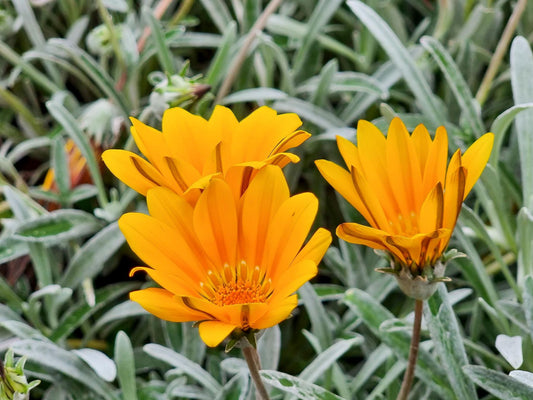 Gazania hybrida Buccaneer GazhybBuc