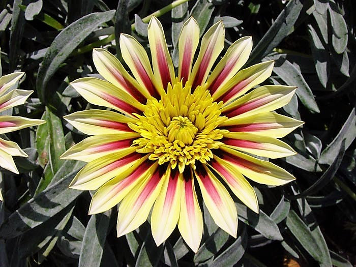 Gazania hybrida Dynamo GazhybDyn