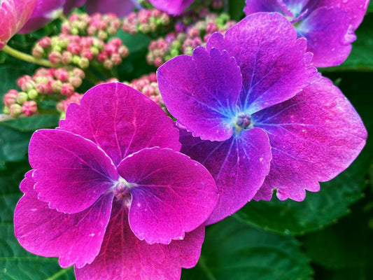 Hydrangea macrophylla Purple Lace Cap HydmacPLCa Mop Top Hydrangea 200mm