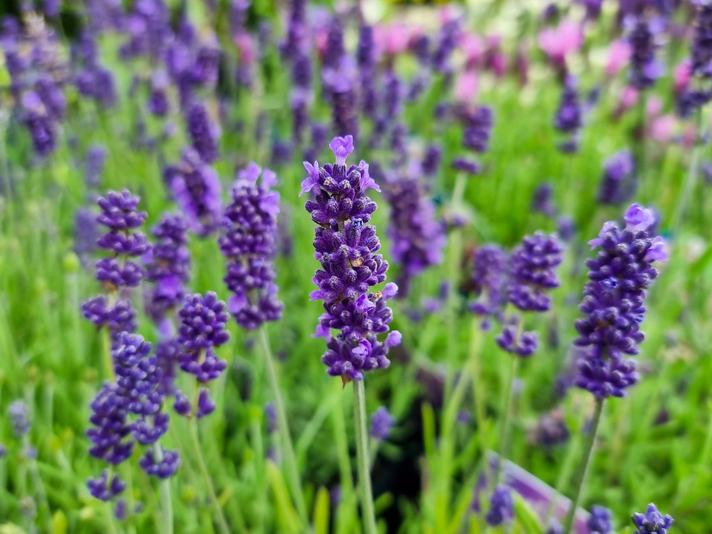 Lavandula angustifolia Lavang Syn Lavandula officinalis, Lavandula spica, English Lavender